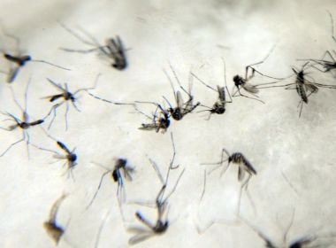 Casos de dengue cresceram 43,9%. Saiba quais são os primeiros sintomas