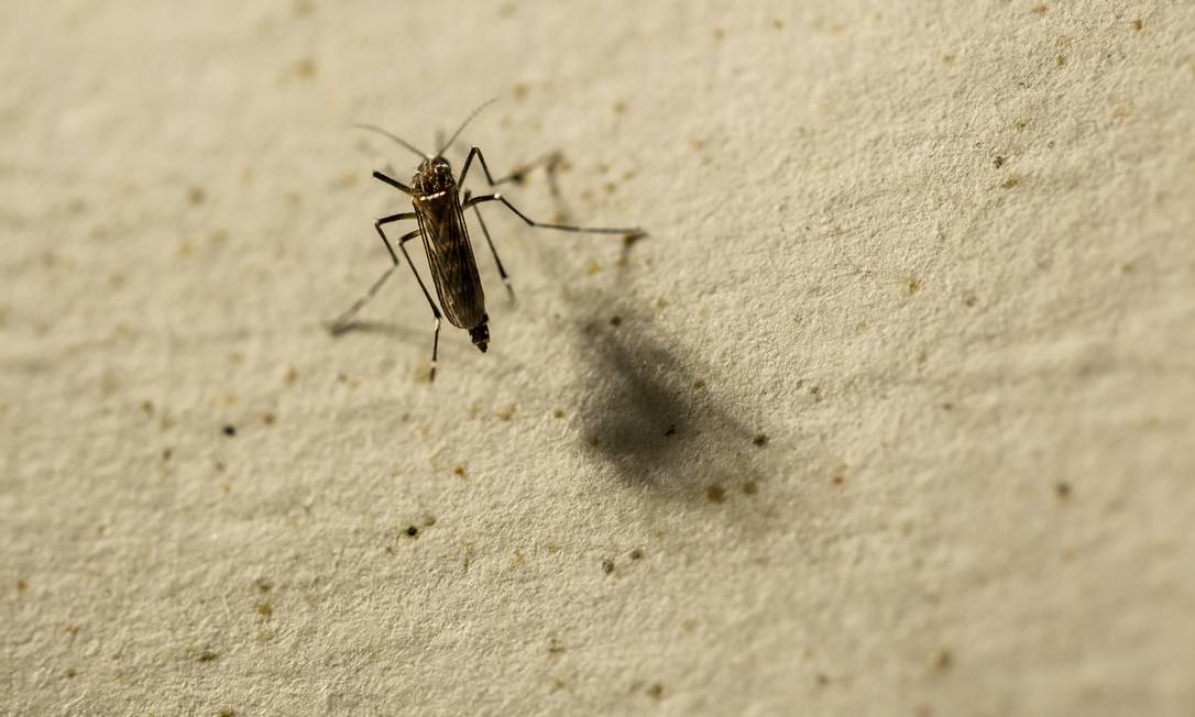 Casos de dengue crescem 85% no Brasil e número de mortes é o dobro em 2022