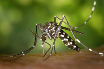Bahia registra mais de 24,5 mil casos de dengue, zika e chikungunya em 2022